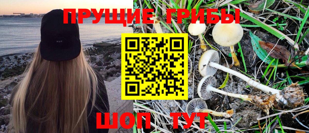 Галлюциногенные грибы Psilocybe Домодедово
